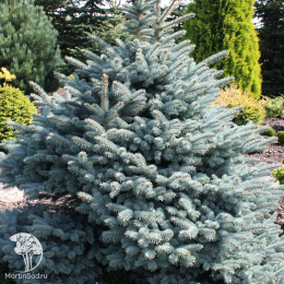 Ель колючая Туем