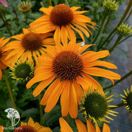 Эхинацея пурпурная Хани Скиппер