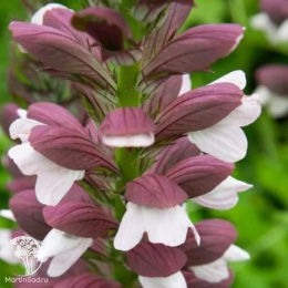 Акант венгерский Уайт Липс