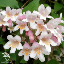 Кольквиция прелестная