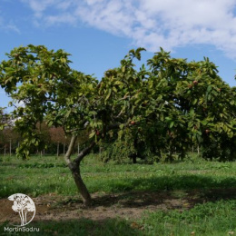 Мишмула германская Макрокарпа на штамбе