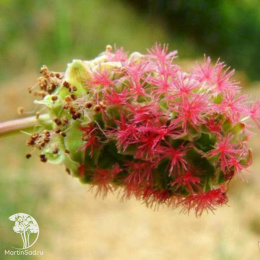 Кровохлебка малая