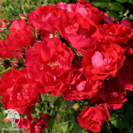 Роза Аделаида Худлесс