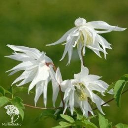 Клематис Альбина Плена