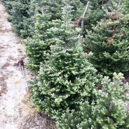 Пихта корейская