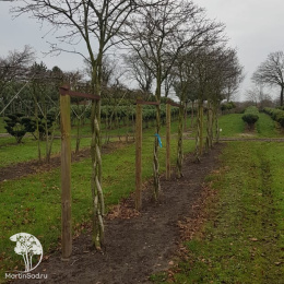 Ирга Ламарка три ствола переплетены в косу