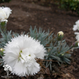 Гвоздика перистая Альбус Пленус