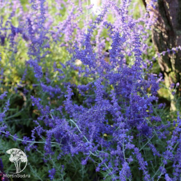 Перовския лебедолистная Блю Спайр