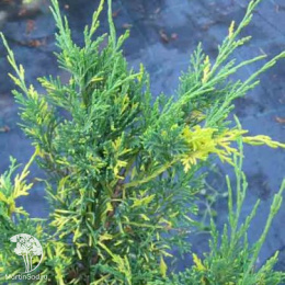 Можжевельник китайский Плюмоза Ауреовариегата