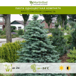 Пихта одноцветная Компакта