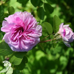 Роза дамасская Блюш Дамаск