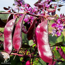 Гиацинтовые бобы Вьющаяся сирень