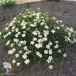 Гвоздика травянка Альбус