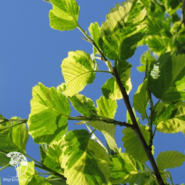 Ольха серая Ауреомаргината