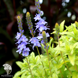 Вероника простёртая Ацтек Голд