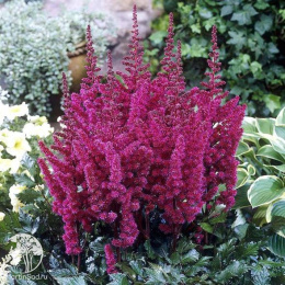 Астильба китайская Вижнс