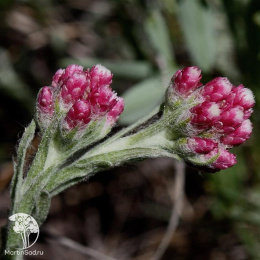 Антеннария двудомная Брайт Роуз