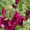 Шток-роза Королевская пурпурная фото 2 