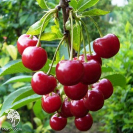 Вишня Кентская