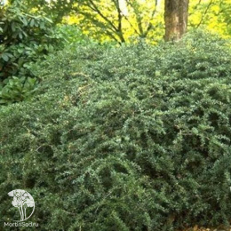 Барбарис бородавчатый