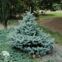 Ель колючая Блю Тринкет