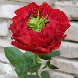 Роза чайно-гибридная Ред Ай
