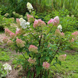 Гортензия метельчатая Ванилла Фрейз