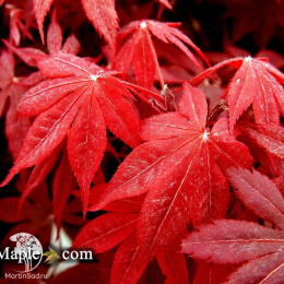 Клён веерный Пикси