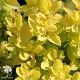 Барбарис тунберга Бонанза Голд