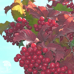 Калина Гранатовый браслет