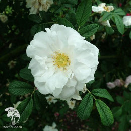 Роза канадская Генри Хадсон