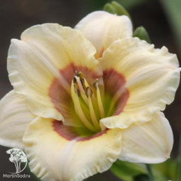 Лилейник гибридный Ол Американ Бэйби