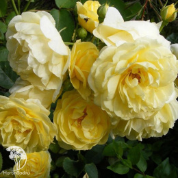 Роза полиантовая Еллоу Фейри