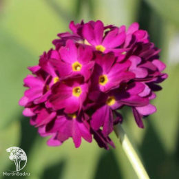 Примула мелкозубчатая Рубра