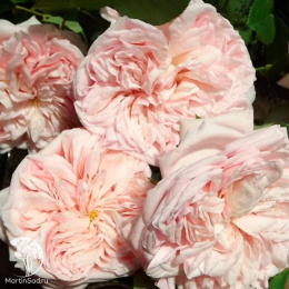 Роза английская Клер Роуз