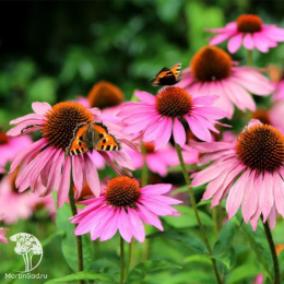 Эхинацея пурпурная Примадонна Дип Роуз
