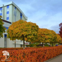 Клён остролистный Глобозум на штамбе