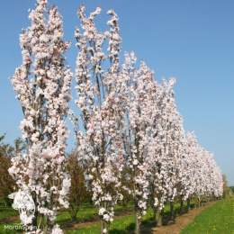 Вишня мелкопильчатая Аманогава