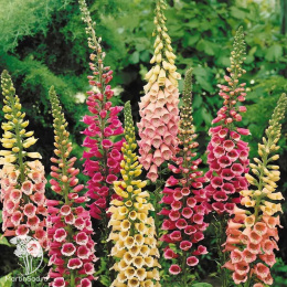 Наперстянка Королева сада, смесь окрасок