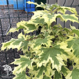 Клён остролистный Друммондии на штамбе