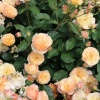 Роза парковая Серия Кулинарные розы Эвелин Вайлд фото 1 