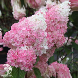 Гортензия метельчатая Ванилла Фрейз