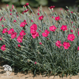 Гвоздика серовато-голубая Бомбардир