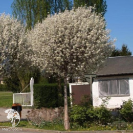 Боярышник однопестичный Компакта на штамбе