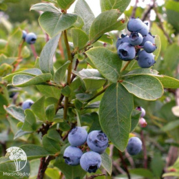 Голубика высокорослая Билокси