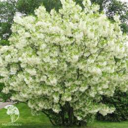 Снежноцвет (Хионантус) притупленный