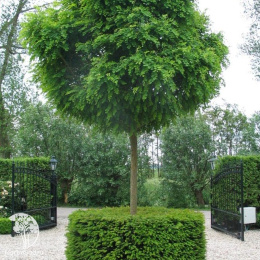 Робиния Умбракулифера на штамбе