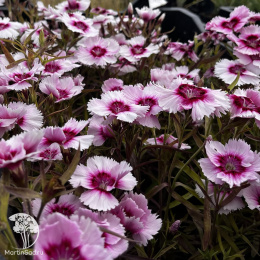 Гвоздика китайская Диана Ред Центред Вайт