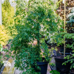 Клён пальмолистный Руисен на штамбе