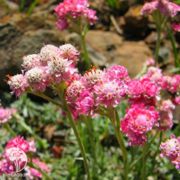 Антеннария двудомная Брайт Роуз